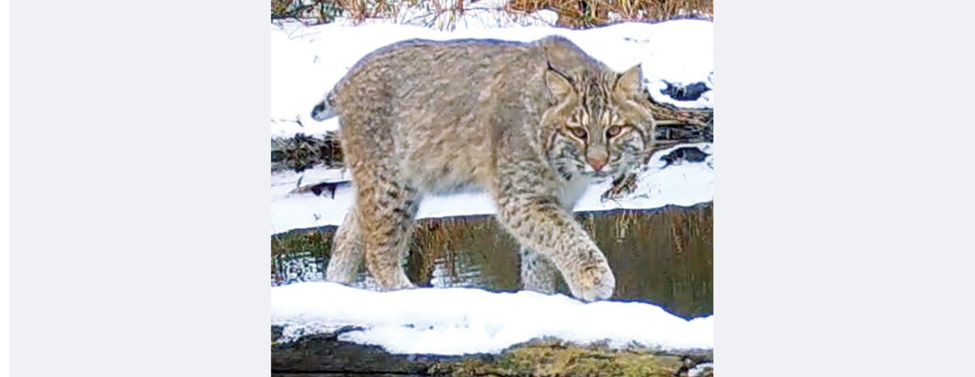 Glimpses of Winter Wildlife